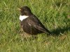 Ring Ouzel at Hadleigh Downs (Steve Arlow) (184883 bytes) Ring Ouzel at Hadleigh Downs (Steve Arlow) (184883 bytes)